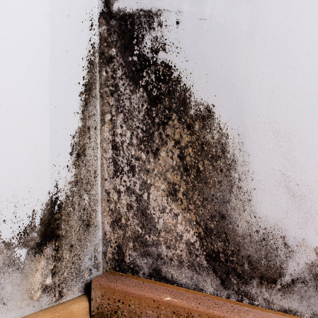 Mold growth on a wall corner with a light switch.